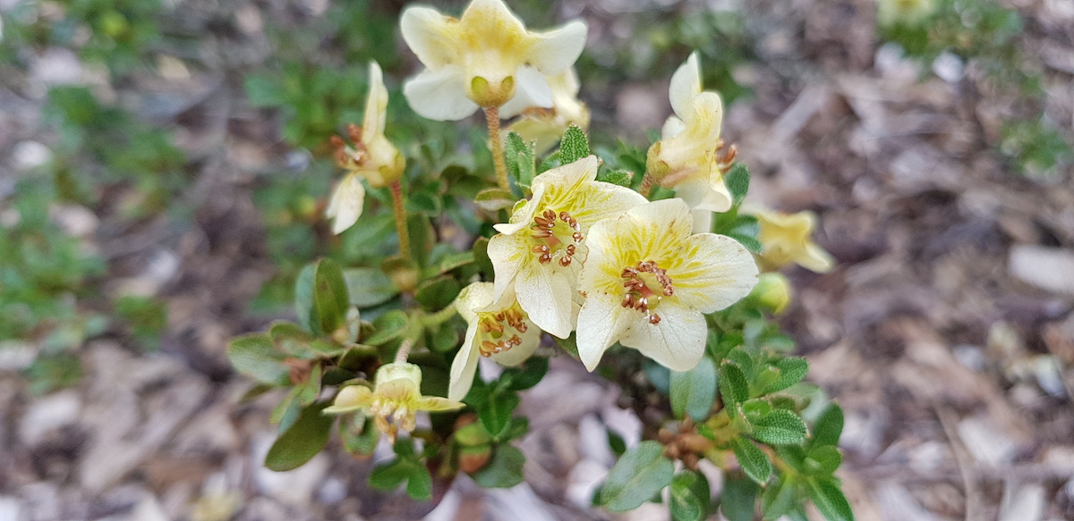 R. lepidotum